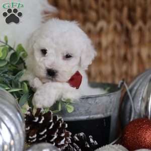 Tiny-Rudolph, Bichon Frise Puppy